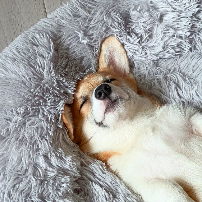 ZenNest – verbetert de slaap en vermindert stress bij honden