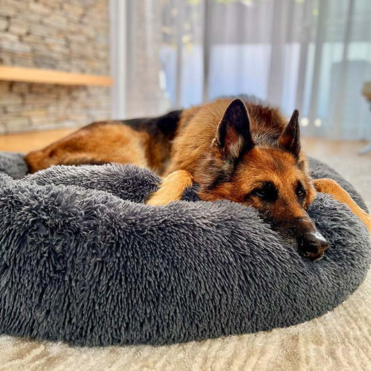 ZenNest – verbetert de slaap en vermindert stress bij honden